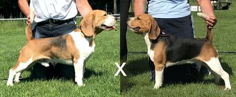 Bígel Beagle Bigl s PP FCI - 13