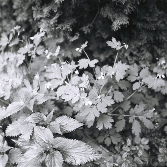 Yashica D - 13