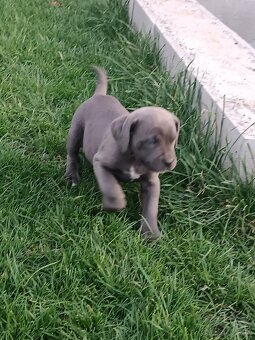 Cane corso modré šteniatka - 13