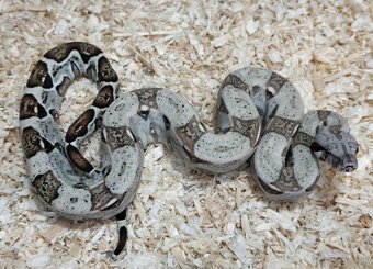 Boa imperator - Normal a Hypo 66% het Sterling VPI - 13