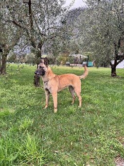 Belgický ovčiak Malinois ,,G” vrh - 13
