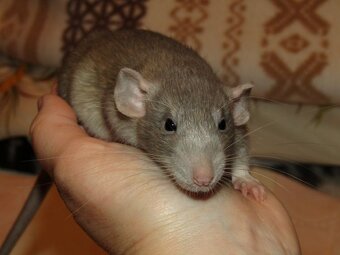 Dumbo, rex - mláďata potkánků s výpisem předků - 13