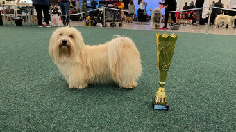 Havanský psík s PP - 13