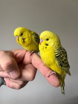 Andulka Maznačik - 13