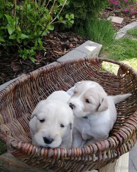 Zlatý retriever - 13