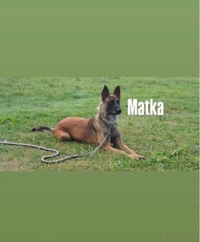 Belgický ovčiak- Malinois - 13