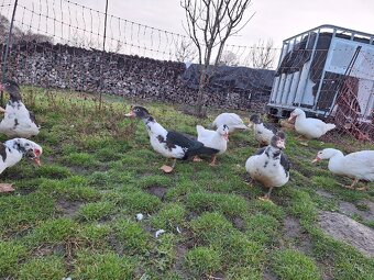 Predám pižmové (čínske) kačice / káčerov - 13