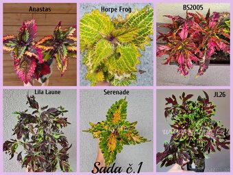 Koleus - africká žihľava (Coleus), semena, řízky - 13