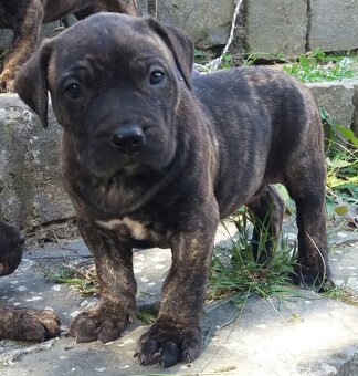 Presa canario, kanárska doga - 13