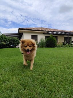 Pomeranian nemecký špic mix. - 13