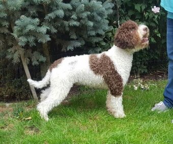 Lagotto romagnolo s PP (italský vodní pes) - 13