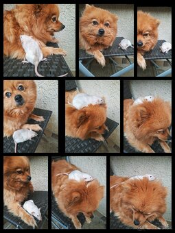 Predám potkanika Dumbo - 13