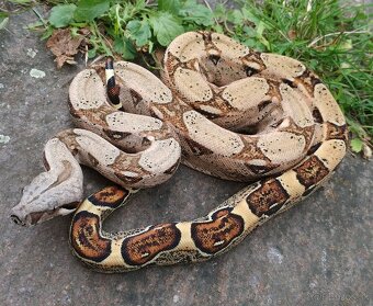 Boa imperator - Keltic VPI Sunglow, Aztec VPI Sunglow - 13