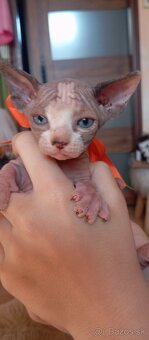 Kanadský sphynx - 13