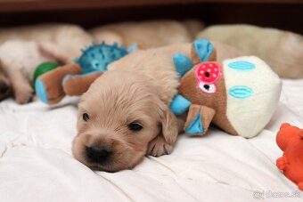 Zlatý retriever/ Golden retriever - 13
