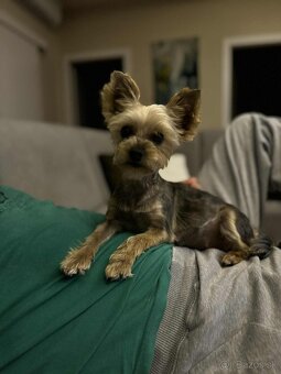 Predám šteniatka Yorkshire teriera - 13