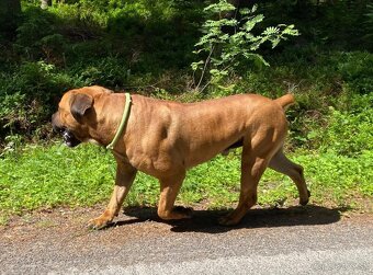 Boerboel štěňata FCI PP - 13