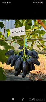 Predám sadenice viniča - 13