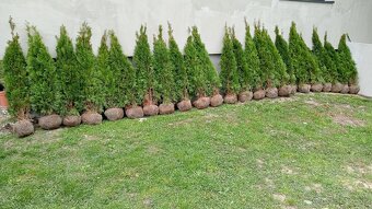 Tuja Smaragd, vavrínovec, červienka, gaštan - Tvrdošín - 13