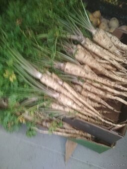 Domáca cibuľa , mrkva a petržlen - 13