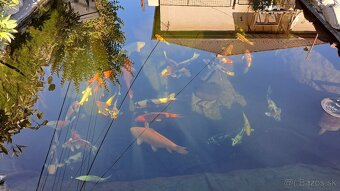 Koi Kapre - 13