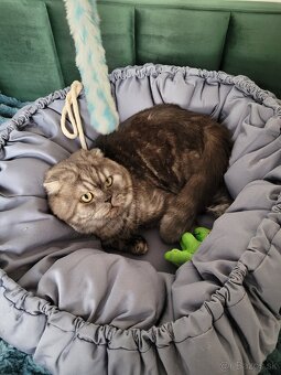 ŠKÓTSKE MAČKY s PP/ TICA 151 - 13