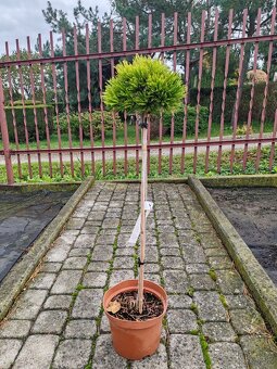 Predaj okrasnych drevin - 13