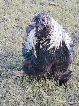 Nasadové vajíčka hodvábnicka - 13