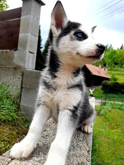 Sibirsky husky hasky - 13