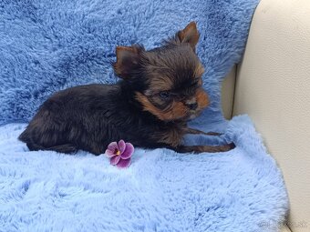Yorkshire terrier - 13