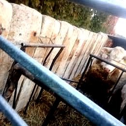 Peníaze šetrí betonové podvaly náhrada drahého betonu - 13