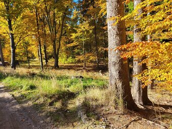Vymením 3,8 ha lesného pozemku za ornú pôdu - 13