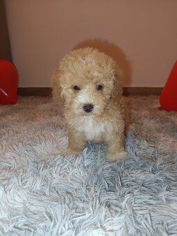 Toy Maltipoo - 13