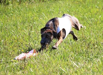 Louisianský leopardí pes Catahoula s PP - 13