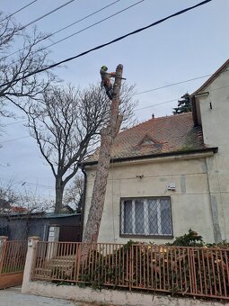 Arboristika, výrub a orez stromov - 13