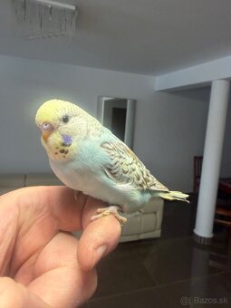 Andulky mlada Maznačik - 13