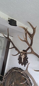 Trofeje a preparáty - 13