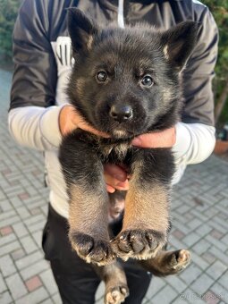 Nemecky ovčiak šteniatka - 13