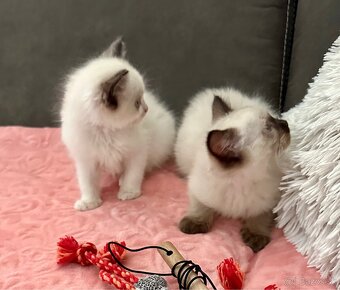 Ragdoll - 13