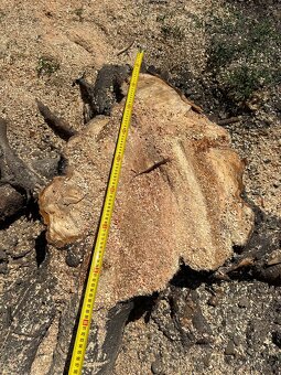 Profesionálne frézovanie a likvidácia pňov – rýchlo, bezpečn - 13