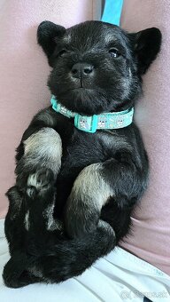 Malý čiernostrieborný bradáč s PP - 13