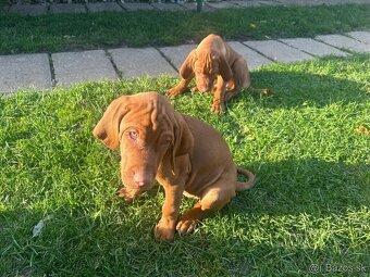 Madarska vyzla - steniatka - 13