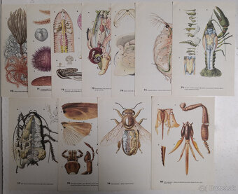 Atlas bezobratlých - 13