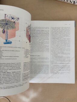 Anatomia Čihák 1,2 - 13