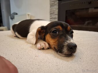 Jack russel terier - 13