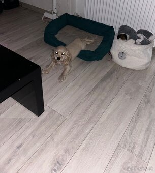 Americký kokerspaniel / kokeršpaniel / koker / kokršpaniel - 13