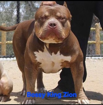 AMERICAN BULLY - 13