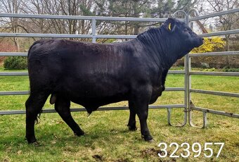 Plemenný býk Aberdeen Angus - vakcinovaný na Bluetongue - 13