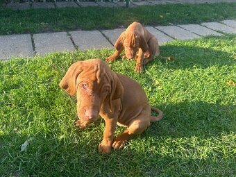 Maďarská vyžla - šteniatka - 13