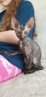 Cornish rex s PP - 13